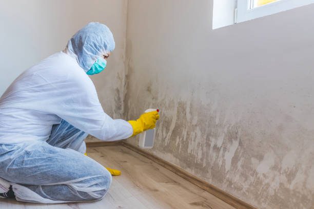 Licensed Mold Inspection service in Newaygo, MI - WQB Mold Removal