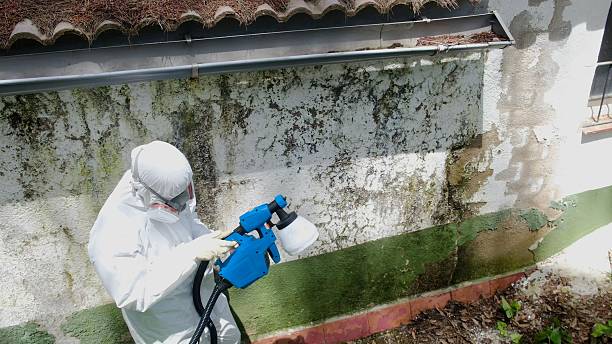 Top rated local Mold Inspection specialists in Newaygo, MI
